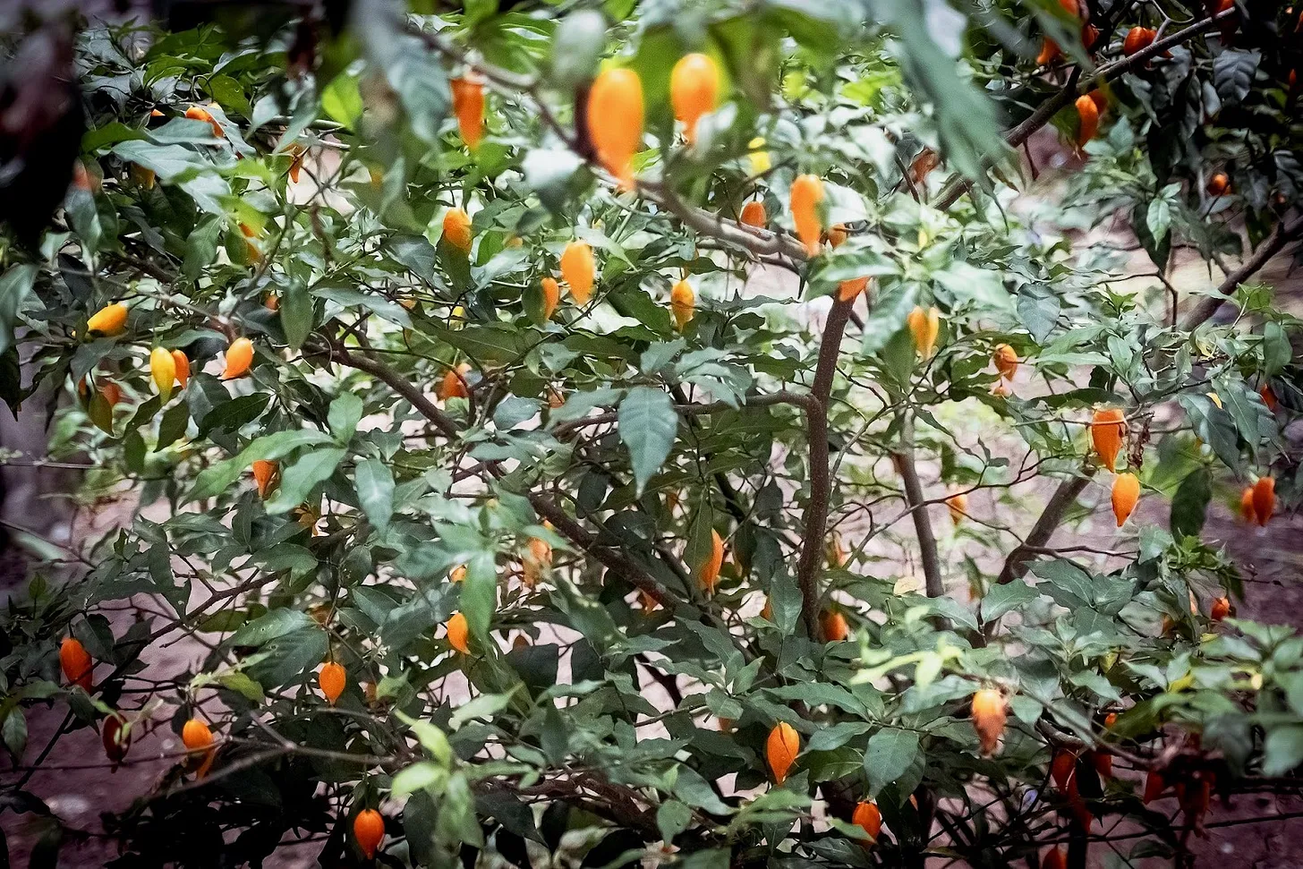 Tabernanthe iboga shrub with green leaves and numerous small orange fruits, the natural plant source of ibogaine.