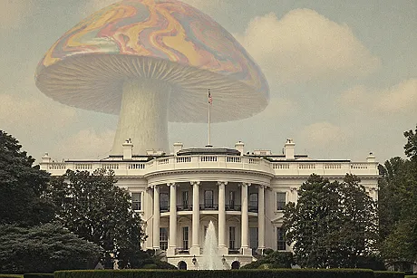 A Deeper Look at the U.S.’ Psychedelic Executive Order