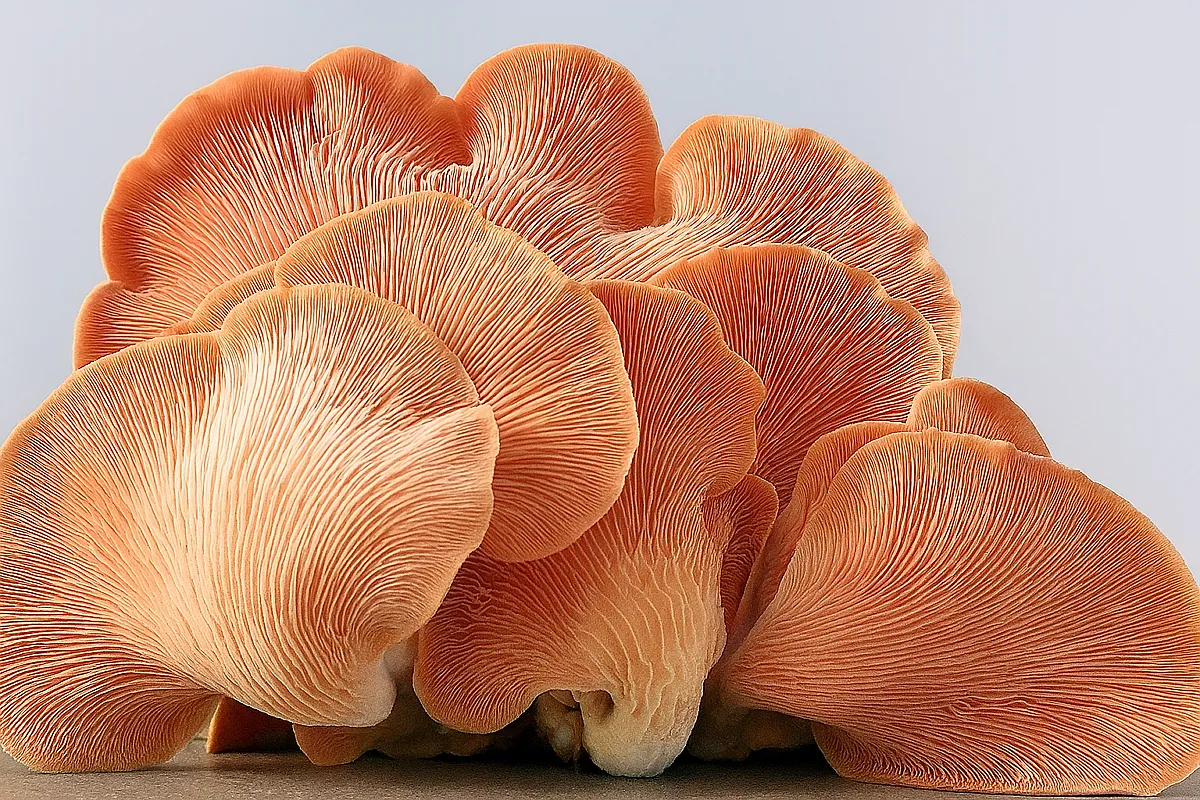 Psilocybin And Inflammation: A New Frontier In Psychedelics?