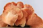 psilocybin and inflammation