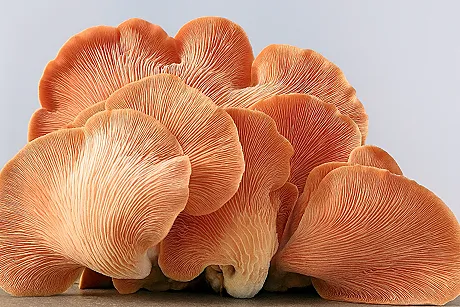 psilocybin and inflammation